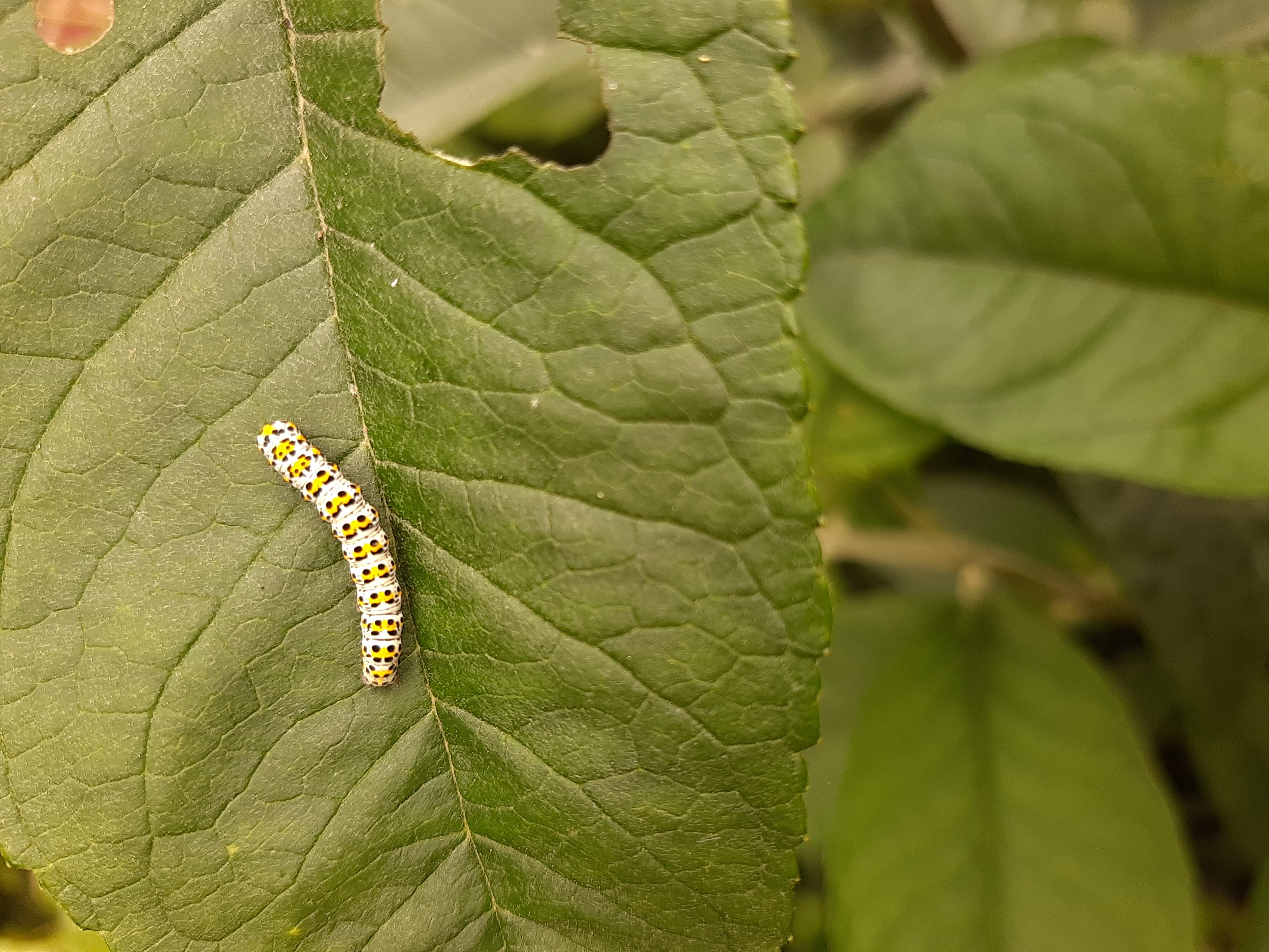 Photo of Mullein (Cucullia verbasci)